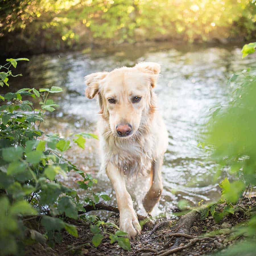 Dog crossing a stream