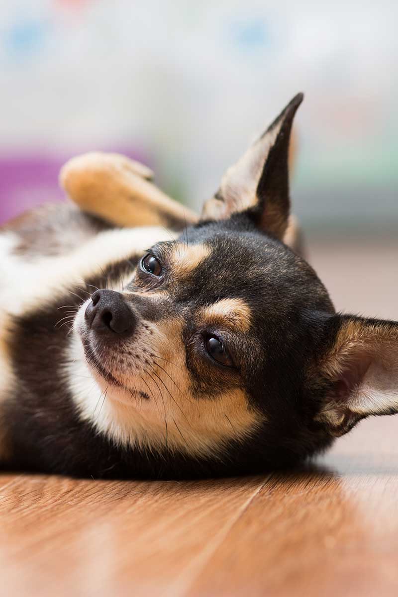 A dog laying on its back A dog laying on its back